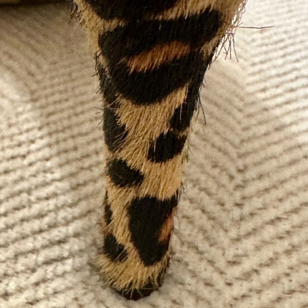 Sam Edelman Leopard Print Pointed Toe Heels - Picture 5 of 9